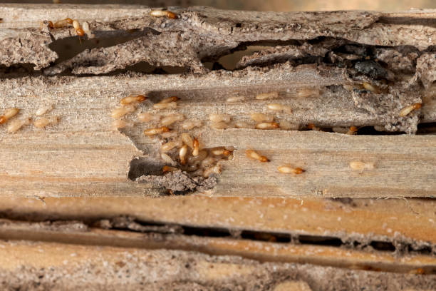 Best Flea Control Services  in North Kansas City, MO